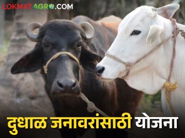 Dairy Subsidy शेतकऱ्यांना ७५ टक्के अनुदानावर मिळणार दुधाळ गाय, म्हैस - Marathi News | Dairy Subsidy Farmers will get milch cow, buffalo on 75 percent subsidy | Latest News at Lokmat.com Dairy Subsidy शेतकऱ्यांना ७५ टक्के अनुदानावर मिळणार दुधाळ गाय, म्हैस - Marathi News | Dairy Subsidy Farmers will get milch cow, buffalo on 75 percent subsidy | Latest News at Lokmat.com