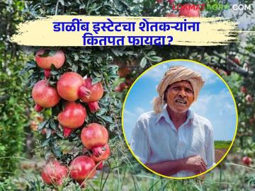 Agriculture News : नाशिकचं डाळींब इस्टेट शेतकऱ्यांना फायदेशीर ठरणार का? वाचा सविस्तर  - Marathi News | Latest News Will Nashik's Pomegranate Estate be beneficial to farmers Read in detail  | Latest News at Lokmat.com