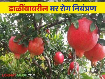 Crop Management : डाळिंब मर रोग नियंत्रणासाठी 'या' तीन पद्धती फायदेशीर, वाचा सविस्तर  - Marathi News | Latest News Crop Management three methods are beneficial for controlling Pomegranate die disease, read in detail  | Latest News at Lokmat.com