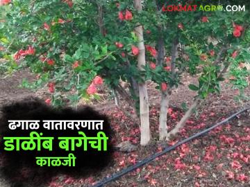 Agriculture News : अवकाळी पाऊसग्रस्त डाळींब बागेची काळजी कशी घ्याल? वाचा सविस्तर  - Marathi News | Agriculture News: How to take care of a pomegranate garden affected by unseasonal rains? Read in detail | Latest News at Lokmat.com