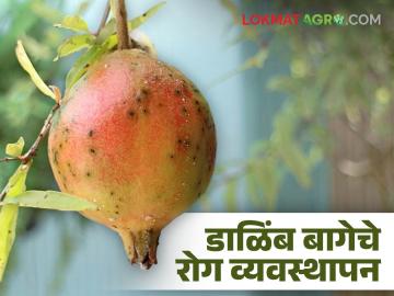 पानगळीनंतर किंवा फुलधारणेपूर्वीपासून डाळिंब बागेवर 'हे' उपाय करा, वाचा सविस्तर  - Marathi News | Latest news dalimb bag Disease Management of Pomegranate Garden in Bloom read in detail | Latest News at Lokmat.com