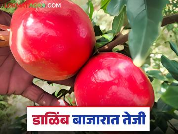 मागील आठवड्याच्या तुलनेत डाळिंबाच्या दरात तीन हजाराने वाढ; वाचा कसा मिळतोय दर?