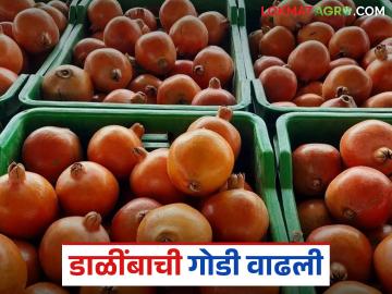 Dalimb Bajar Bhav : इंदापूर बाजार समितीमध्ये डाळींबाला मिळाला सर्वाधिक भाव; कसा मिळाला दर? - Marathi News | Dalimb Bajar Bhav : Pomegranate got the highest price in Indapur Market Committee; How did it get the price? | Latest News at Lokmat.com
