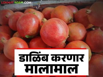 माण तालुक्यातील शेतकऱ्याच्या डाळिंबाला पुणे मार्केटमध्ये उच्चांकी भाव; वाचा काय मिळाला दर?