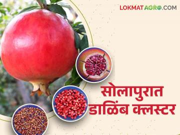 Dalimb Cluster Solapur : सोलापूर जिल्ह्यात डाळिंब क्लस्टरसाठी दोनशे नव्वद कोटींचा प्रस्ताव - Marathi News | Dalimb Cluster Solapur : Two hundred and ninety crores proposal for Dalimb cluster in Solapur district | Latest News at Lokmat.com Dalimb Cluster Solapur : सोलापूर जिल्ह्यात डाळिंब क्लस्टरसाठी दोनशे नव्वद कोटींचा प्रस्ताव - Marathi News | Dalimb Cluster Solapur : Two hundred and ninety crores proposal for Dalimb cluster in Solapur district | Latest News at Lokmat.com