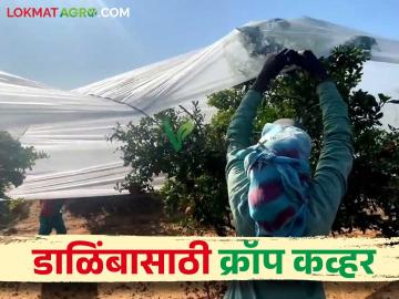 शेतकऱ्यांना निर्यातक्षम डाळिंब उत्पादनासाठी क्रॉप कव्हर तंत्र ठरतंय फायदेशीर - Marathi News | Crop cover technique is beneficial for producing exportable pomegranates | Latest News at Lokmat.com