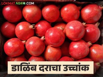 सोलापूर बाजार समितीत डाळिंब दराचा उच्चांक; वाचा प्रतिक्विंटल काय मिळाला दर? - Marathi News | Pomegranate price hits record high in Solapur Market Committee; Read what was the price per quintal? | Latest News at Lokmat.com