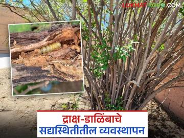 Agriculture News : द्राक्ष आणि डाळिंब बागांवरील 'ही' दोन महत्वाची कामे करून घ्या! - Marathi News | Latest News Do these two important tasks in grape and pomegranate farms | Latest News at Lokmat.com