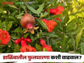 डाळिंब बागेत लवकर व मोठ्या प्रमाणात फुलधारणा होण्यासाठी सोपे उपाय - Marathi News | Simple solutions for early and maximum flowering in pomegranate fruit crops | Latest News at Lokmat.com