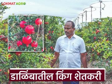१० वर्षांपासून डाळिंबाची युरोपला निर्यात; बिदालचा 'हा' शेतकरी एका हंगामात घेतोय ९५ लाखांचे उत्पन्न - Marathi News | Exporting pomegranates to Europe for 10 years; This farmer from Bidal earns an income of Rs 95 lakhs in a season | Latest success-story News at Lokmat.com