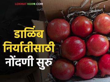 Dalimb Niryat Nondani : डाळिंब निर्यातीसाठी ऑनलाइन नोंदणी प्रक्रिया सुरू - Marathi News | Dalimb Niryat Nondani : Online registration process for pomegranate export started | Latest News at Lokmat.com