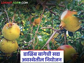 Dalimb Bag : डाळिंब बागेत नवीन पालवी किंवा फुलकळीच्या अवस्थेत काय फवारणी करावी? - Marathi News | Latest News dalimb bag What to spray in pomegranate orchard during new foliage or flower bud stage | Latest News at Lokmat.com Dalimb Bag : डाळिंब बागेत नवीन पालवी किंवा फुलकळीच्या अवस्थेत काय फवारणी करावी? - Marathi News | Latest News dalimb bag What to spray in pomegranate orchard during new foliage or flower bud stage | Latest News at Lokmat.com