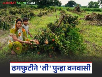 Pik Nuksan : 'ती'च्या नशिबी पुन्हा वनवास; ढगफुटीने तीन लाखांचे पिक गेले पाण्यात - Marathi News | Pik Nuksan : 'her' faces exile again; Crop worth three lakhs submerged in water due to cloudburst | Latest News at Lokmat.com Pik Nuksan : 'ती'च्या नशिबी पुन्हा वनवास; ढगफुटीने तीन लाखांचे पिक गेले पाण्यात - Marathi News | Pik Nuksan : 'her' faces exile again; Crop worth three lakhs submerged in water due to cloudburst | Latest News at Lokmat.com