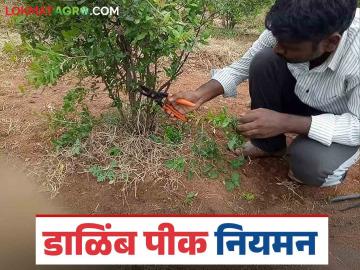 Pomegranate Crop Management : जानेवारी-फेब्रुवारी काळात डाळिंब पिकाची अशी घ्या काळजी, वाचा सविस्तर - Marathi News | Latest News Dalimb Farming Take care of pomegranate crop during January-February, read in detail | Latest News at Lokmat.com Pomegranate Crop Management : जानेवारी-फेब्रुवारी काळात डाळिंब पिकाची अशी घ्या काळजी, वाचा सविस्तर - Marathi News | Latest News Dalimb Farming Take care of pomegranate crop during January-February, read in detail | Latest News at Lokmat.com