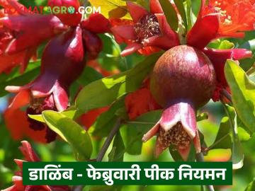 डाळिंब पिकाच्या आंबिया बहरातील फेब्रुवारीतील पीक नियमन कसे करावे? वाचा सविस्तर  - Marathi News | Latest News How to regulate the flowering period of pomegranate crop in February Read in detail | Latest News at Lokmat.com