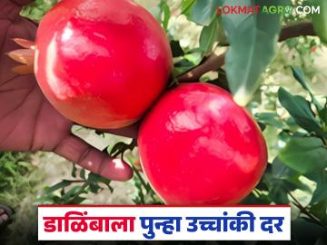 Dalimb Bajar Bhav : पुणे मार्केट यार्डात डाळिंबाला पुन्हा उच्चांकी दर; वाचा काय मिळाला दर? - Marathi News | Dalimb Bajar Bhav : Pomegranate prices hit new highs in Pune market yard; Read what price was obtained? | Latest News at Lokmat.com