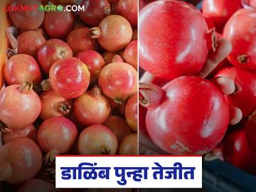 डाळिंबाच्या दराने पुन्हा घेतली उसळी; वाचा कोणकोणत्या बाजारात मिळतोय उच्चांकी दर? - Marathi News | Pomegranate prices have risen again; Read: Which markets are getting the highest prices? | Latest market-yard News at Lokmat.com