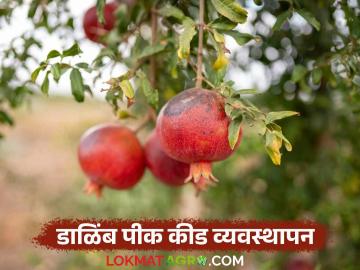 Dalimb Disease : डाळिंबावरील फळ पोखरणारी अळी, रस शोषणारे भुंगेरे यांचा असा करा बंदोबस्त  - Marathi News | Latest news How to control fruit borers and sap-sucking beetles on pomegranates | Latest News at Lokmat.com