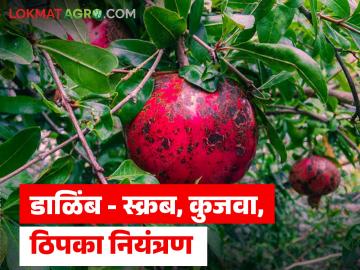 डाळिंबावरील बुरशीजन्य स्कॅब, काळे ठिपके आणि फळ कुजवा नियंत्रणासाठी 'या' फवारण्या करा - Marathi News | Latest news Spray these to control fungal scab, black spot and fruit rot on pomegranates | Latest News at Lokmat.com डाळिंबावरील बुरशीजन्य स्कॅब, काळे ठिपके आणि फळ कुजवा नियंत्रणासाठी 'या' फवारण्या करा - Marathi News | Latest news Spray these to control fungal scab, black spot and fruit rot on pomegranates | Latest News at Lokmat.com