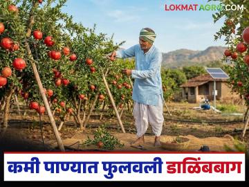 कमी पाण्यात फुलवली डाळिंब बाग, लागवडीसाठी 10 लाखांचा खर्च, पहिल्या बहरात 7 लाखांचे उत्पन्न! - Marathi News | Latest News Pomegranate orchard cultivation cost 10 lakhs and income of 7 lakhs in first bloom | Latest News at Lokmat.com