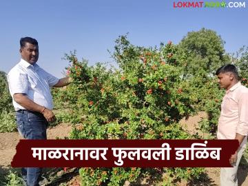 माळरानावर फुलवले डाळिंबाचे सुपर भगवा वाण, पाच लाखांचा निव्वळ नफा, कसं केलं नियोजन - Marathi News | Latest news Super saffron variety of pomegranate farming, net profit of five lakhs, how was the planning | Latest News at Lokmat.com माळरानावर फुलवले डाळिंबाचे सुपर भगवा वाण, पाच लाखांचा निव्वळ नफा, कसं केलं नियोजन - Marathi News | Latest news Super saffron variety of pomegranate farming, net profit of five lakhs, how was the planning | Latest News at Lokmat.com
