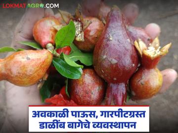 Agriculture News : अवकाळी पाऊस, गारपीटग्रस्त डाळिंब बागांचं नुकसान, असे करा प्रभावी व्यवस्थापन 