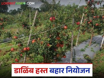 डाळिंबातील हस्त बहारात चांगल्या सेटिंगसाठी काय नियोजन करावे, वाचा सविस्तर - Marathi News | Latest News Dalimb Bag What plan for good setting in pomegranate farm, read in detail | Latest News at Lokmat.com डाळिंबातील हस्त बहारात चांगल्या सेटिंगसाठी काय नियोजन करावे, वाचा सविस्तर - Marathi News | Latest News Dalimb Bag What plan for good setting in pomegranate farm, read in detail | Latest News at Lokmat.com