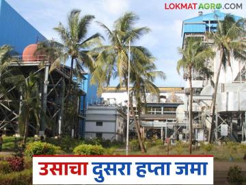 या साखर कारखान्याकडून १४२ रुपयाप्रमाणे उसाचा दुसरा हप्ता शेतकऱ्यांच्या खात्यावर जमा - Marathi News | The second installment of sugarcane worth Rs 142 was deposited into the farmers' accounts by this sugar factory | Latest News at Lokmat.com
