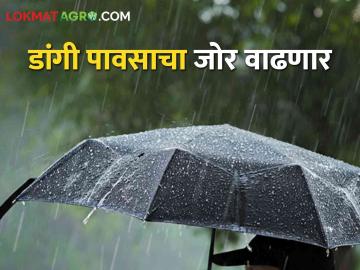 Rain In North Maharashtra : उत्तर महाराष्ट्रात डांगी पावसाचा जोर वाढणार, कुठे-कुठे पडणार पाऊस?  - Marathi News | Latest News Dangi rain will increase in North Maharashtra, see monsoon update | Latest News at Lokmat.com