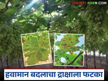 Grape Farming Crisis : जालन्यात द्राक्ष उत्पादकांची चिंता वाढली; करपा रोगाने घड जिरले - Marathi News | latest news Grape Farming Crisis: Concerns of grape growers in Jalna increased; Clusters died due to scab disease | Latest News at Lokmat.com
