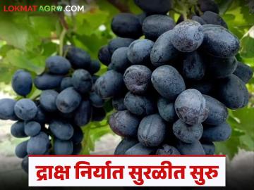 युरोप व दक्षिण आशिया देशांत द्राक्षांची निर्यात सुरळीत सुरु; निर्यातीच्या द्राक्षांना काय मिळतोय दर? - Marathi News | Grape exports to Europe and South Asian countries have resumed smoothly; What is the price being paid for exported grapes? | Latest News at Lokmat.com युरोप व दक्षिण आशिया देशांत द्राक्षांची निर्यात सुरळीत सुरु; निर्यातीच्या द्राक्षांना काय मिळतोय दर? - Marathi News | Grape exports to Europe and South Asian countries have resumed smoothly; What is the price being paid for exported grapes? | Latest News at Lokmat.com