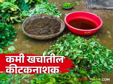 विविध प्रकारच्या कीड नियंत्रणासाठी हे औषध बनवा घरच्या घरी - Marathi News | Make this home remedy for different types of pest control | Latest News at Lokmat.com विविध प्रकारच्या कीड नियंत्रणासाठी हे औषध बनवा घरच्या घरी - Marathi News | Make this home remedy for different types of pest control | Latest News at Lokmat.com