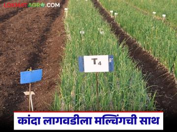 Onion : कांदा पिकामध्ये मल्चिंग वापरण्याचे फायदे! पाणी अन् खर्चात मोठी बचत - Marathi News | Onion | Latest agriculture News at Lokmat.com Onion : कांदा पिकामध्ये मल्चिंग वापरण्याचे फायदे! पाणी अन् खर्चात मोठी बचत - Marathi News | Onion | Latest agriculture News at Lokmat.com