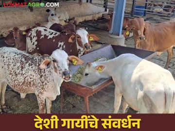 राज्यातील पशुपालकांनी सांभाळलेल्या गायींच्या स्थानिक प्रजातींचा सांभाळ व संशोधनावर हवा भर - Marathi News | Focus on the rearing and research of local breeds of cows maintained by the farmers of the state | Latest News at Lokmat.com