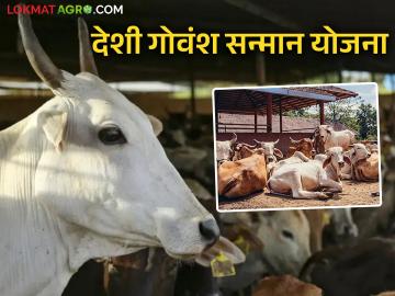 देशी गोवंशांचा सांभाळ करणाऱ्या गोशाळा व पशुपालक यांच्यासाठी 'गोवंश सन्मान योजना' - Marathi News | 'Govansh Samman Yojana' for cowsheds and cattle farmers who take care of indigenous cattle | Latest News at Lokmat.com देशी गोवंशांचा सांभाळ करणाऱ्या गोशाळा व पशुपालक यांच्यासाठी 'गोवंश सन्मान योजना' - Marathi News | 'Govansh Samman Yojana' for cowsheds and cattle farmers who take care of indigenous cattle | Latest News at Lokmat.com