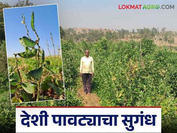 खडकाळ माळरानावर बहरली देशी पावट्याची शेती; मानसिंगरावांना मिळाली हमखास उत्पन्नाची हमी - Marathi News | Indigenous dolichos bean farming flourished on the barren land; farmer mansingrao got a guaranteed income | Latest News at Lokmat.com