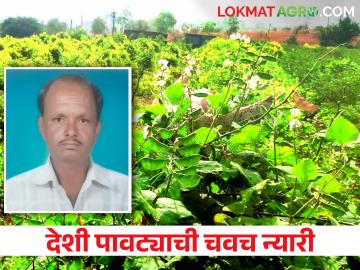 पाटलांच्या देशी पावट्याची चवच भारी; मुंबई व पुणेकरांना झाली प्यारी - Marathi News | The taste of mansing patil farm lima beans; Pune and Mumbai people like that | Latest News at Lokmat.com