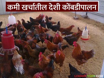 कमी भांडवलात अधिक नफा देणारा व्यवसाय, देशी कोंबडीपालन; कुठे मिळते शास्त्रशुद्ध प्रशिक्षण? - Marathi News | A business that offers high profits with less capital, indigenous poultry farming; Where can you get scientifically based training? | Latest News at Lokmat.com कमी भांडवलात अधिक नफा देणारा व्यवसाय, देशी कोंबडीपालन; कुठे मिळते शास्त्रशुद्ध प्रशिक्षण? - Marathi News | A business that offers high profits with less capital, indigenous poultry farming; Where can you get scientifically based training? | Latest News at Lokmat.com
