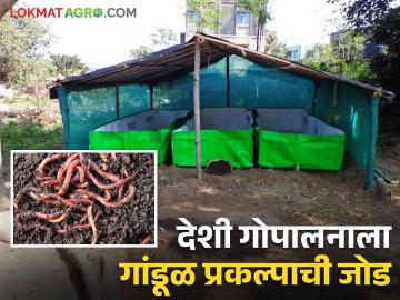 Organic Farming : देशी गोपालनाला मिळाली गांडूळ प्रकल्पाची जोड; आता सेंद्रिय शेती उत्पादनाला नाही तोड - Marathi News | Organic Farming: Country cow husbandry gets addition of earthworm project; Now there is no break in organic farming production | Latest News at Lokmat.com