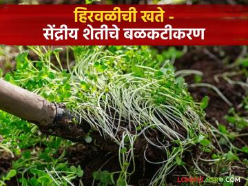 Green Manure : हिरवळीचे खत - सेंद्रीय शेतीसाठी अन् मातीसाठी वरदान! - Marathi News | Green Manure Green manure boon for organic farming and soil | Latest agriculture News at Lokmat.com Green Manure : हिरवळीचे खत - सेंद्रीय शेतीसाठी अन् मातीसाठी वरदान! - Marathi News | Green Manure Green manure boon for organic farming and soil | Latest agriculture News at Lokmat.com