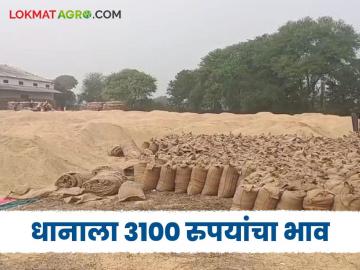 इथे धानाला मिळतोय 3100 रुपयाचा भाव; पण एक महत्वाची अट ठेवली, काय आहे ती अट  - Marathi News | Latest News Chhattisgarh state government has announced a guaranteed price of Rs. 3100 per quintal for paddy | Latest News at Lokmat.com