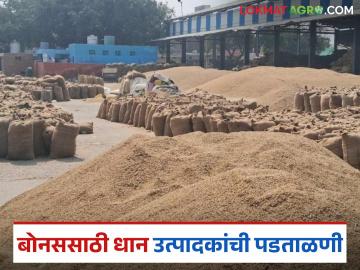 Dhan Bonus 2025 : आधी पडताळणी मग बोनस, 'याच' शेतकऱ्यांना मिळणार धान बोनस, जाणून घ्या कारण? - Marathi News | Latest News Dhan Bonus 2025 First verification then farmers will get paddy bonus | Latest News at Lokmat.com