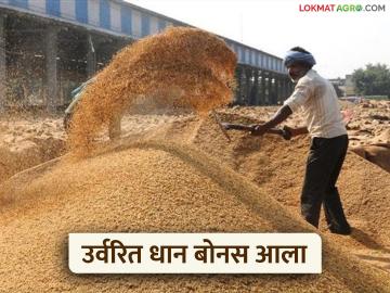 Dhan Bonus : अखेर वीस हजार रुपयांचा धान बोनस आला, 'या' शेतकऱ्यांच्या बँक खात्यावर येणार  - Marathi News | Latest News dhan Bonus Paddy bonus for remaining farmers in Gondia district, distributed from today | Latest News at Lokmat.com