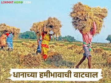 धानाच्या हमीभावाची शिफारस 4 हजार 783 रुपयांची अन् वाढ झाली 69 रुपयांची! - Marathi News | Latest news Agriculture News Latest News Guaranteed price of Rs 2369 per quintal for paddy | Latest News at Lokmat.com धानाच्या हमीभावाची शिफारस 4 हजार 783 रुपयांची अन् वाढ झाली 69 रुपयांची! - Marathi News | Latest news Agriculture News Latest News Guaranteed price of Rs 2369 per quintal for paddy | Latest News at Lokmat.com