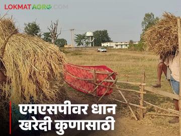 शासकीय आधारभूत धान खरेदी केंद्र योजना कोणाच्या भल्यासाठी, वाचा सविस्तर - Marathi News | Latest News For whose benefit is Government Basic Paddy Procurement Centre Scheme, read in detail | Latest News at Lokmat.com शासकीय आधारभूत धान खरेदी केंद्र योजना कोणाच्या भल्यासाठी, वाचा सविस्तर - Marathi News | Latest News For whose benefit is Government Basic Paddy Procurement Centre Scheme, read in detail | Latest News at Lokmat.com