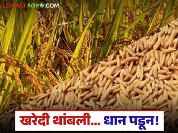 Dhan Kharedi : धान खरेदी बंद, शेतकरी अडचणीत; 'या' जिल्ह्यासाठी ५ लाख क्विंटलची मागणी - Marathi News | latest news Dhan Kharedi: Paddy procurement stopped, farmers in trouble; Demand for 5 lakh quintals for 'this' district | Latest News at Lokmat.com