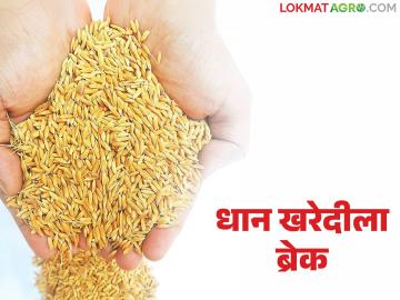 Dhan Kharedi : उद्दिष्ट संपलं म्हणून खरेदी बंद; पण धान विकायचं कुठे? शेतकऱ्यांचा संतप्त सवाल - Marathi News | latest news Dhan Kharedi: Purchase stopped as target reached; But where to sell paddy? Angry question from farmers | Latest News at Lokmat.com Dhan Kharedi : उद्दिष्ट संपलं म्हणून खरेदी बंद; पण धान विकायचं कुठे? शेतकऱ्यांचा संतप्त सवाल - Marathi News | latest news Dhan Kharedi: Purchase stopped as target reached; But where to sell paddy? Angry question from farmers | Latest News at Lokmat.com