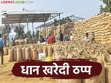 Dhan Kharedi : धान खरेदी ठप्प; शेतकऱ्यांवर दुहेरी संकट, पावसाचा वाढता धोका! - Marathi News | latest news Dhan Kharedi: Paddy procurement halted; Double crisis for farmers, increasing risk of rain! | Latest News at Lokmat.com
