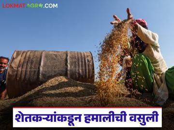 धानाच्या 40 किलोच्या एका पोत्यासाठी हमाली 15 रुपये, खरेदी केंद्रावर शेतकऱ्यांकडून वसुली  - Marathi News | latest news For 40 kg sack of paddy, porter charges Rs 15 ruppees, collected from farmers | Latest News at Lokmat.com