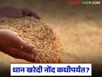 आधारभूत धान खरेदी नोंदणीला दिली मुदतवाढ; आता 'या' तारखेपर्यंत करता येणार नोंदणी - Marathi News | Extension of registration for paddy purchase on msp; Now registration can be done till 'this' date | Latest News at Lokmat.com